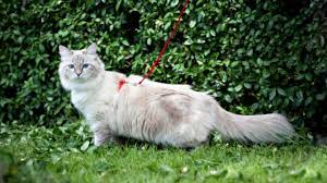 The Siberian Cat Cat Breed Information The Dutiful Cat