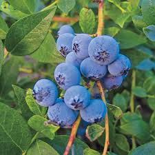 We did not find results for: Biloxi Southern Highbush Blueberry Gurney S Seed Nursery