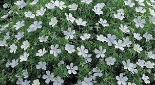 Fleurs En Ligne Jacques Briant Geranium Vivace Sanguineum Album Arbres Potager Rosiers Vivaces Arbustes Pour Jar Geranium Vivace Geranium Arbuste En Pot