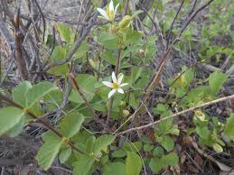 Image result for Grewia avellana