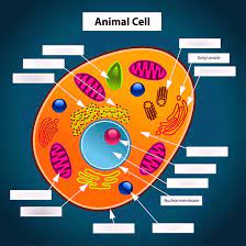 We did not find results for: Parts Of An Animal Cell Diagram Diagram Quizlet