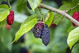 To get new leaves after picking them all to respawn. How To Grow Gorgeous Mulberry Trees Gardener S Path