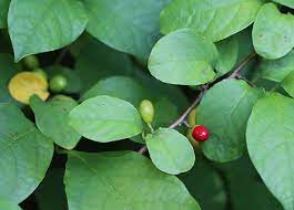 In fact, plants need light to survive. 23 And Me My Favorite Edible Plants To Grow In Shade Gardenista