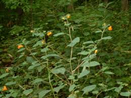 Image result for jewelweed