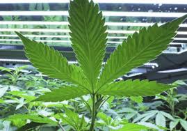 Proper Marijuana Ph Levels For Optimal Growth Green