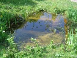 poel outdoor education wateronderzoek meten tuinvijver vijver ideeen natuurlijke tuin