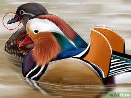 I found this amazing piece of wood with dark swirls and water current highlights, my thought was to draw a duck, maybe some lotus flowers, but i also want to add a few fishes. How To Identify A Mandarin Duck 10 Steps With Pictures