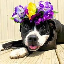 Available Pets At Van Wert County Humane Shelter In Van Wert Ohio Pitbull Terrier Pitbulls Van Wert