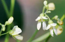We did not find results for: Lima Bean Facts Health Benefits And Nutritional Value