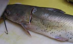 Begin by using a razor blade, with which you will need to mark 6 cuts around the entire fish. Skinning And Filleting Catfish 13 Steps With Pictures Instructables