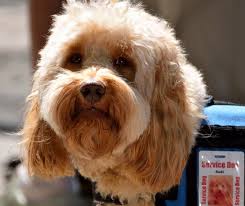 Book appointments online from $15.0. 6 Best And Recommended Pet Services In New York Nycaus