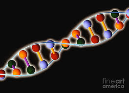 Therefore, computer systems require a way to store and represent information in an accessible way. Computer Representation Of Dna With Base Pairs Photograph By Alfred Pasieka Science Photo Library