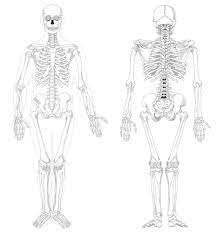 Daher unterscheiden sich solche vorlagen in form und inhalt doch abhängigkeit von vielen auszuführenden aufgaben. Tolle Skelett Medizin Kostenlose Ausmalbilder