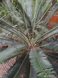 Image result for Encephalartos lebomboensis