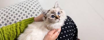 How can you keep cats out of your yard? Practical Tips For Bringing Your Kitten Home Purina