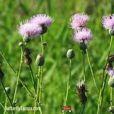 Image result for Cirsium