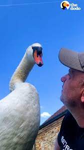 Guy Rescues An Egg And Becomes A Swan Dad For Life | Guy rescues a tiny, cracked egg and becomes Dad to a swan who follows him everywhere — even to help