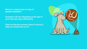 Those of most concern are roundworms, tapeworms, heartworms, hook, and whipworms. Worms In Dog Poop 4 Common Types And What You Must Do Right Away