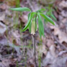 Image result for Clutia sessilifolia