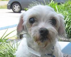 Image of Senior Maltipoo