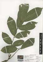 Image result for Deinbollia