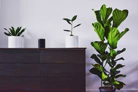 Looking to spruce up your space with some nontoxic greenery? 10 Easy Houseplants To Keep Alive Best Houseplants For Beginners Guardian Storage