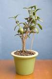 Image result for how to treatment jade plant poisoning