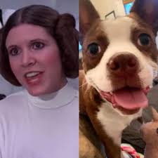 Guess the name of this Boston Terrier?