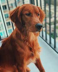 They tend to breed to produce more dogs with that same coat the puppy on the left is going to be much darker then the retriever puppy on the right, when they fully mature. You Need To See These 4 Dazzling Golden Retriever Colors K9 Web