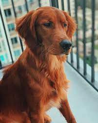 Since field bred golden retrievers are bred to hunt, they typically have more driven personalities. You Need To See These 4 Dazzling Golden Retriever Colors K9 Web