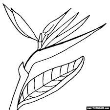 Bird Of Paradise Flower Online Coloring Page Birds Of Paradise Flower Birds Of Paradise Plant Birds Of Paradise