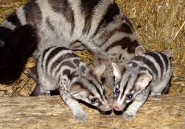 Fossa fossana the malagasy civet is an interesting mammal that is actually more related to the fossa than the palm civets of mainland af. African Civet Facts Habitat Diet Musk Life Cycle Baby Pictures