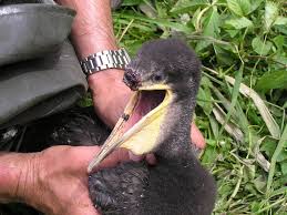 Министр ВС Великобритании Ланкастер прибыл с визитом в Украину - Цензор.НЕТ 5851