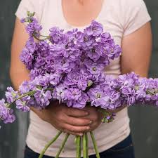 Pin On Jardin De Fleurs