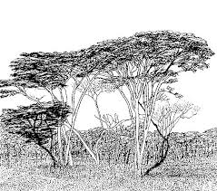 Image result for Cryptosepalum exfoliatum