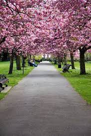 Cherry Blossom Pathway In London England Uk London Visit London London Town