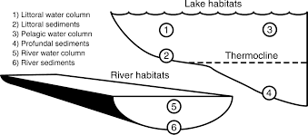 With so few reviews, your opinion of body minute could be huge. What A Difference A Species Makes A Meta Analysis Of Dreissenid Mussel Impacts On Freshwater Ecosystems Higgins 2010 Ecological Monographs Wiley Online Library