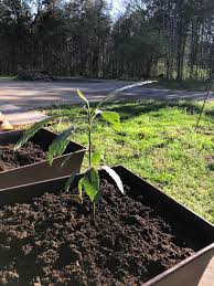 Which avocado tree is right for you? My 3 Year Old Avocado Tree Living In Mo Zone 6a I Bring It In The House During Winter This Winter We Will Have To Get A Small Green House Patiogardening