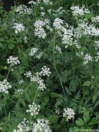 Image result for Agelanthus falcifolius