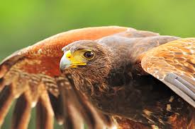 Birds Of Prey Digital Release Date Harris Hawk In Flight Demonstration With Images Birds Of Prey Prey Owl Species