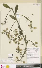 Image result for Launaea rogersii