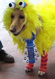 Big Birddog Won First Prize In The Costume Contest Best Dog Costumes Pet Halloween Costumes Dog Costumes For Kids