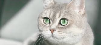 We recently adopted a cat from this clinic/hospital. East Lake Veterinary Center East Lake Veterinary Center