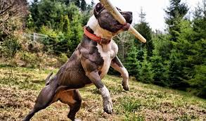 Hai điều này khi kết hợp và quy tụ lại ở giống chó này. Cho Pitbull Ä'áº¹p Nháº¥t Tháº¿ Giá»›i Nhá»¯ng Tieu Chi Cá»§a 1 Em Pitbull Chuáº©n Va Ä'áº¹p Khong Gian Sá»'ng