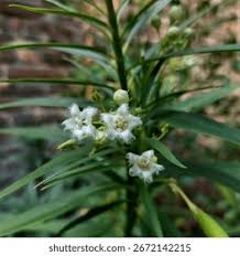 Image result for Kanahia laniflora