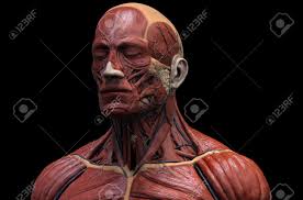 These diverse tasks require both strong, forceful movements and some of the fastest, finest, and most delicate adjustments in the entire human body. Human Body Anatomy Muscle Anatomy Of The Face Neck And Chest Stock Photo Picture And Royalty Free Image Image 64471515