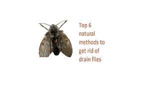 get rid of drain flies top 6 natural