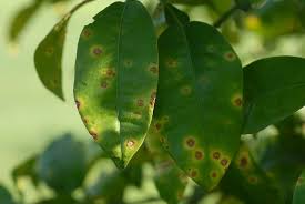 16 Citrus Tree Diseases And How To Treat Them Rhythm Of The Home
