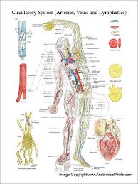 Circulatory System Arteries Veins Lymphatics Poster