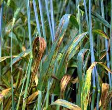 Image result for Pycnospora